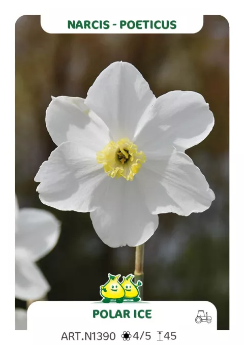 Narcis poeticus 'Polar Ice'