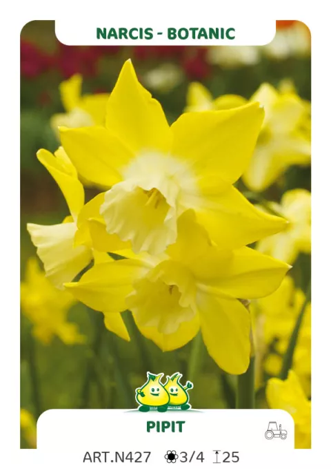 Narcis bot. 'Pipit'