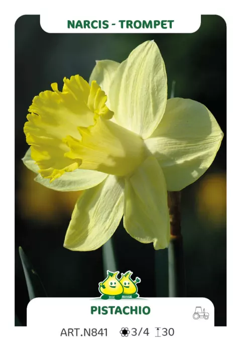 Narcis trompet 'Pistachio'