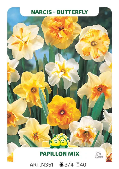 Narcis papillon 'Papillon Mix'