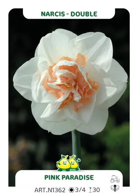 Narcis double/doubles 'Pink Paradise'