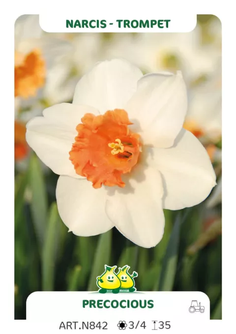 Narcis trompet 'Precocious'