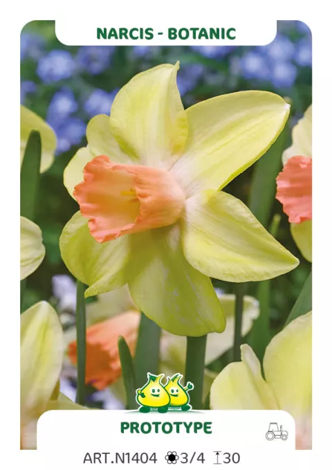 Narcis bot. 'Prototype'