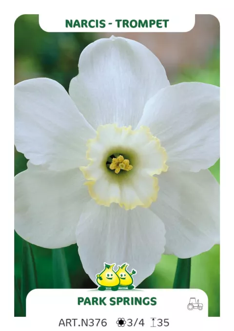 Narcis trompet 'Park Springs'