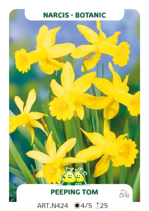 Narcis bot. 'Peeping Tom'