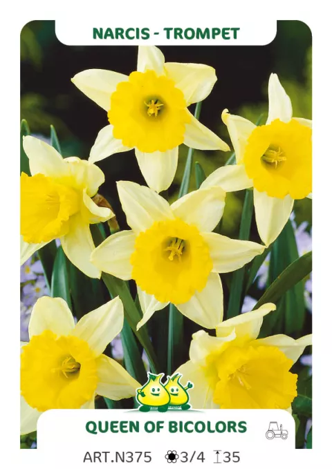 Narcis trompet 'Queen of Bicolors'