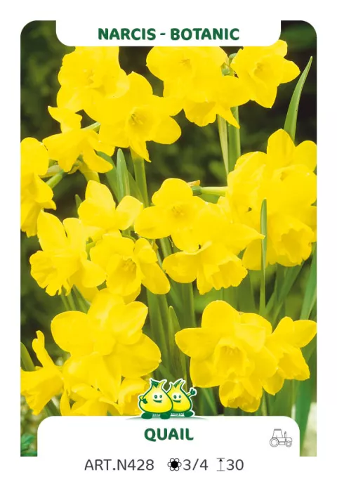 Narcis bot. 'Quail'