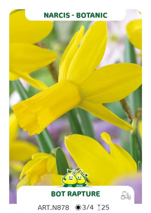 Narcis cycl. 'Rapture'