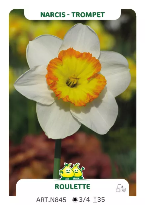 Narcis trompet 'Roulette'