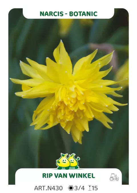 Narcis bot. 'Rip van Winkel'