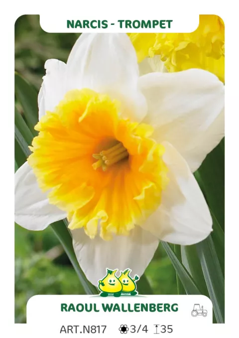 Narcis trompet 'Raoul Wallenberg'