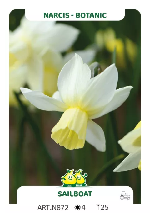 Narcis bot. 'Sailboat'