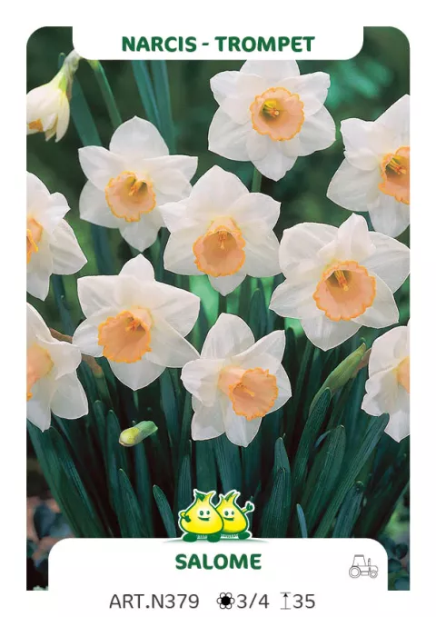 Narcis trompet 'Salome'