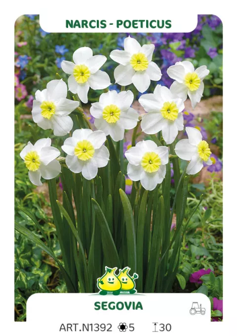 Narcis poeticus 'Segovia'
