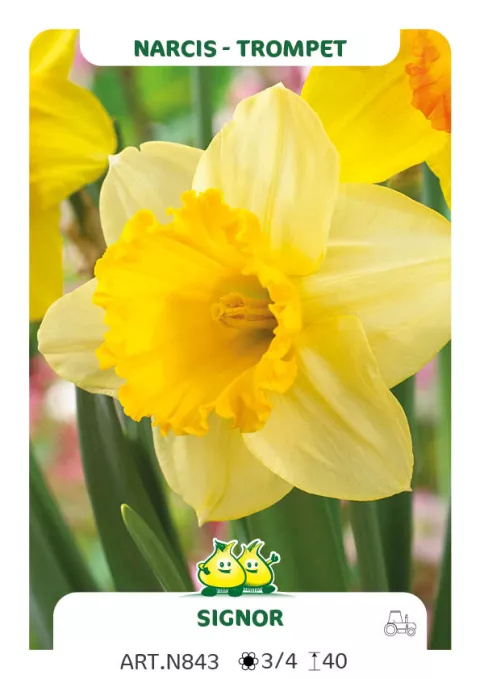 Narcis trompet 'Signor'