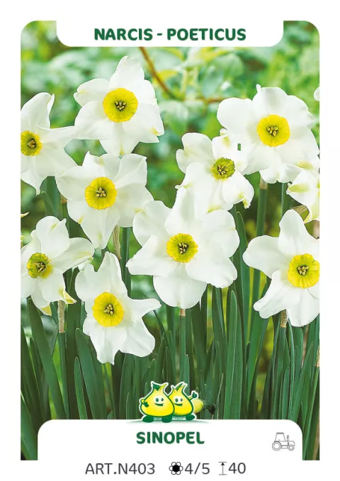 Narcis poeticus 'Sinopel'