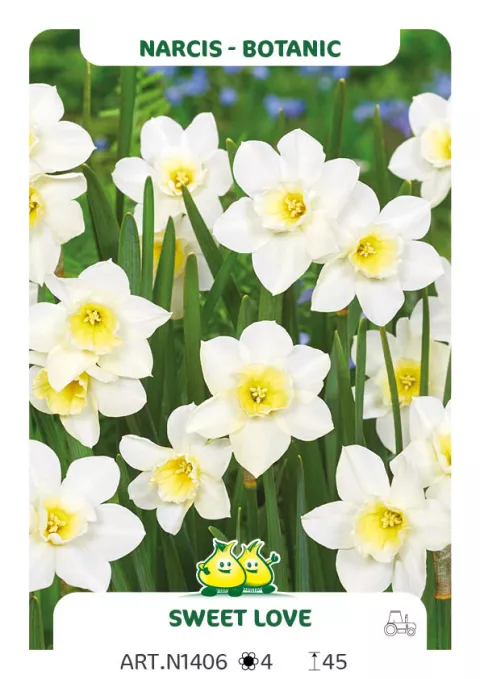 Narcis bot. 'Sweet Love'