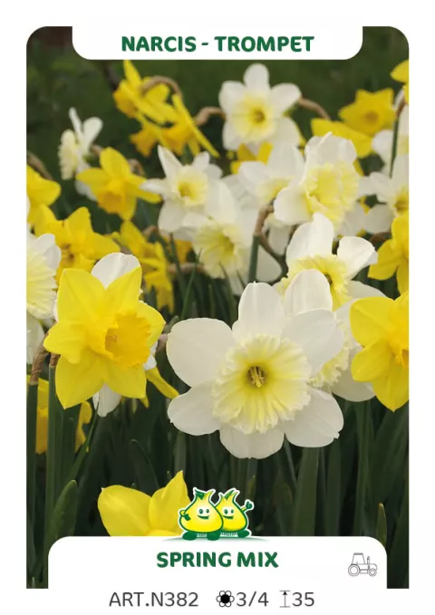 Narcis trompet 'Spring Mix'