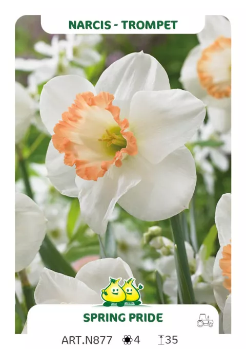 Narcis trompet 'Spring Pride'
