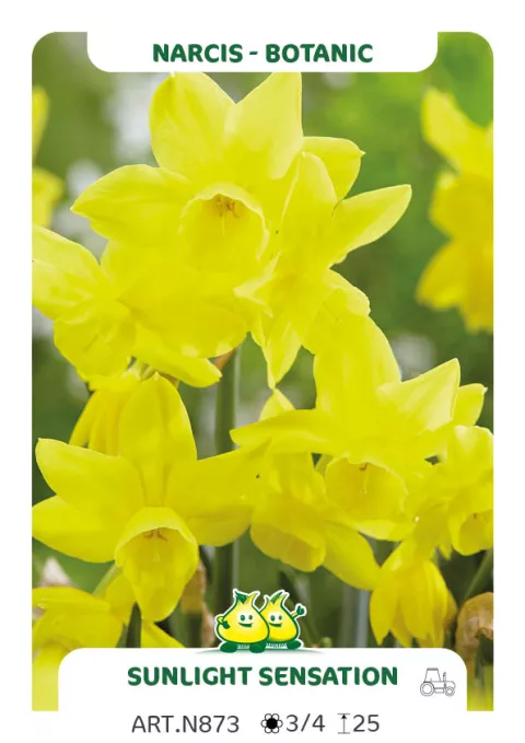 Narcis bot. 'Sunlight Sensation'