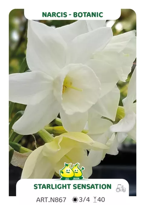 Narcis bot. 'Starlight Sensation'