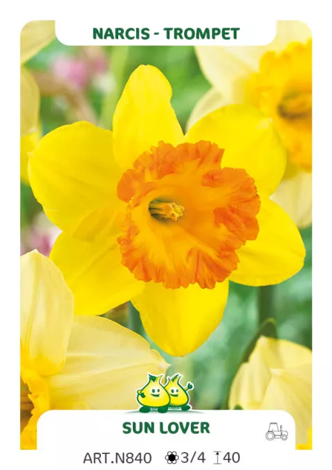 Narcis trompet 'Sunlover'