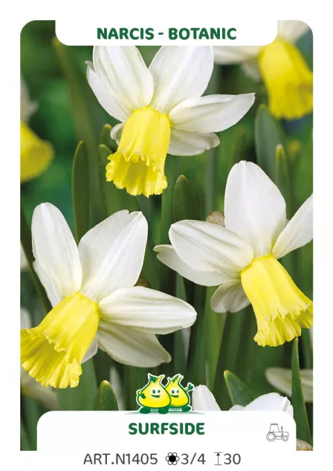 Narcis bot. 'Surfside'