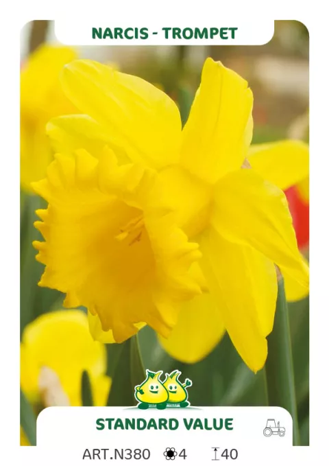 Narcis trompet 'Standard Value'