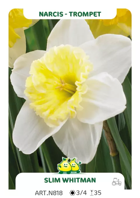 Narcis trompet 'Slim Whiteman'