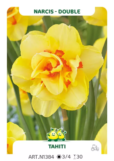 Narcis dubbel/doubles 'Tahiti'