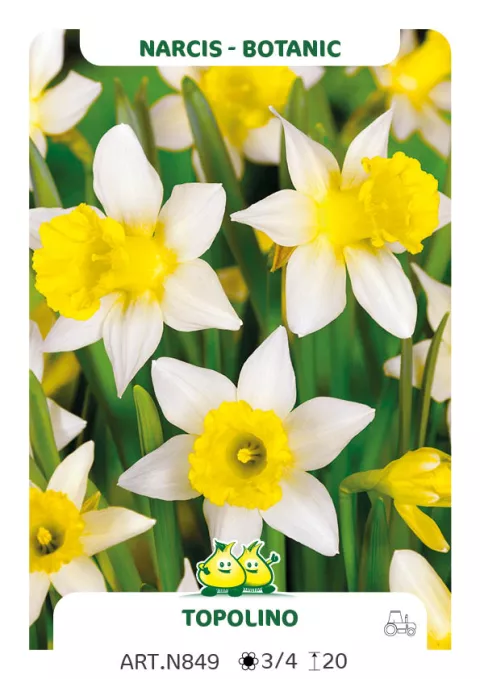 Narcis bot. 'Topolino'
