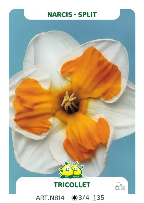 Narcis split 'Tricollet'