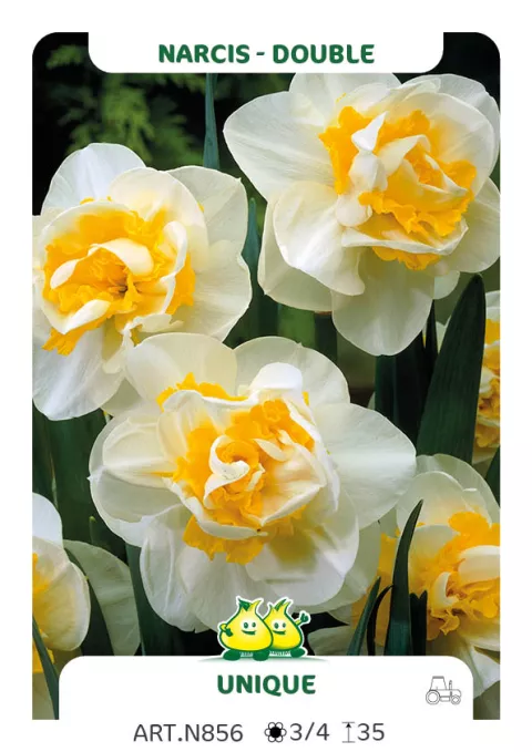 Narcis dubbel/doubles 'Unique'