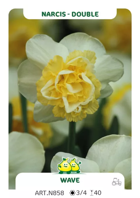 Narcis dubbel/doubles 'Wave'