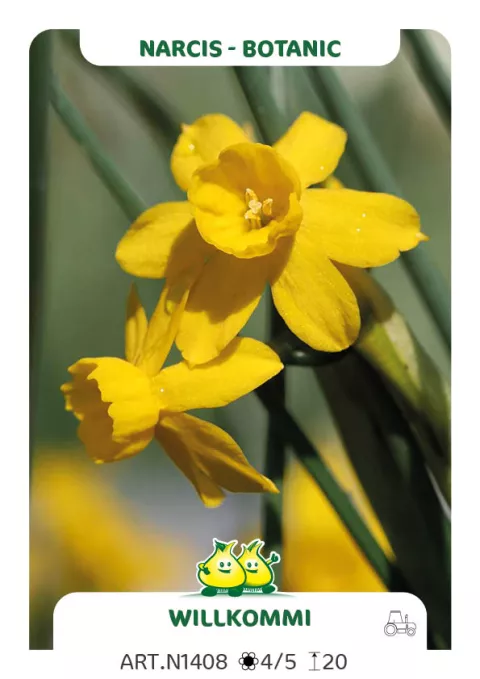 Narcis bot. 'Willkommi'