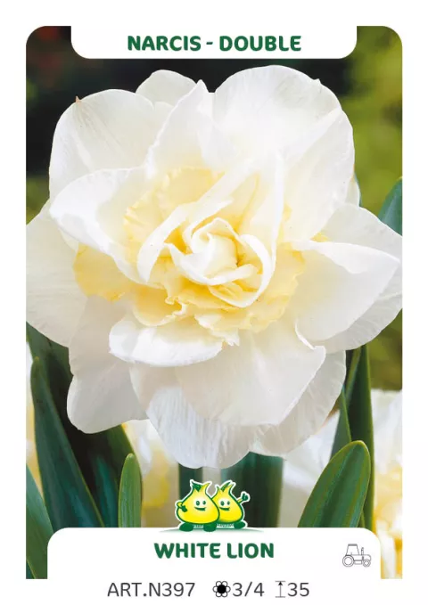 Narcis dubbel/doubles 'White Lion'