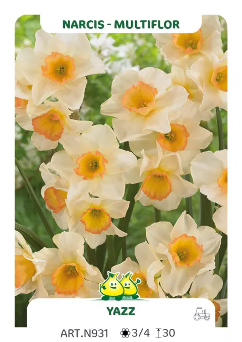 Narcis trompet 'Yazz'