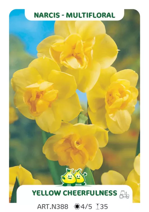 Narcis tros/Bouquet 'Yellow Cheerfulness'