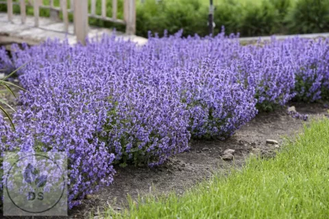 Nepeta faassenii 'Cat's Pajamas'