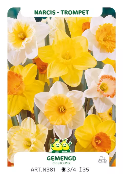 Narcis trompet 'Mix'