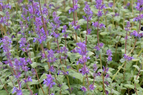 Nepeta racemosa 'Grog'