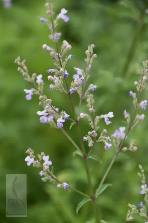 Nepeta nervosa 'Pink Cat'