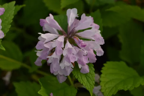 Nepeta subs. 'Sweet Dreams'