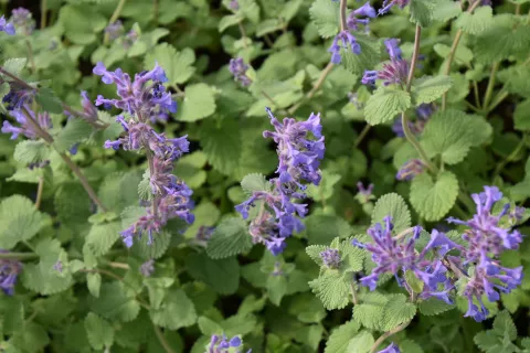 Nepeta racemosa 'Superba'