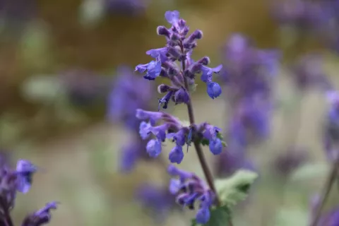 Nepeta racemosa 'Superba'