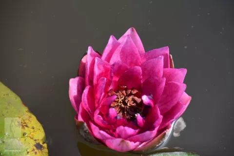 Nymphaea 'James Brydon'