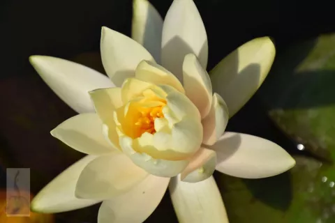 Nymphaea 'Lemon Mist'