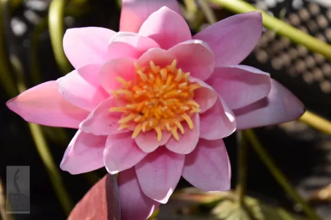 Nymphaea 'Pink Sensation'