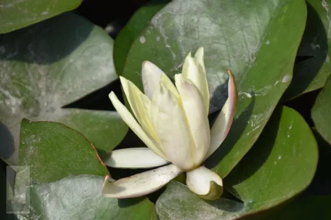 Nymphaea odorata 'Sulphurea'