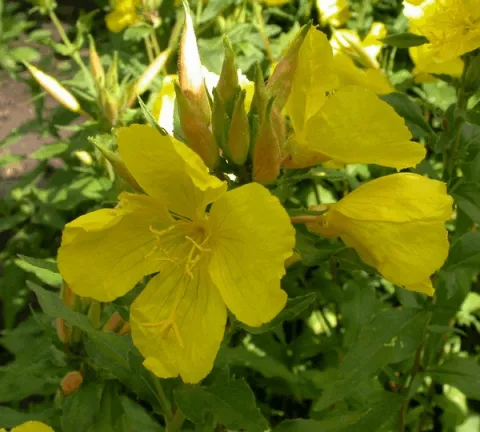 Oenothera fruticosa 'Hohes Licht'
